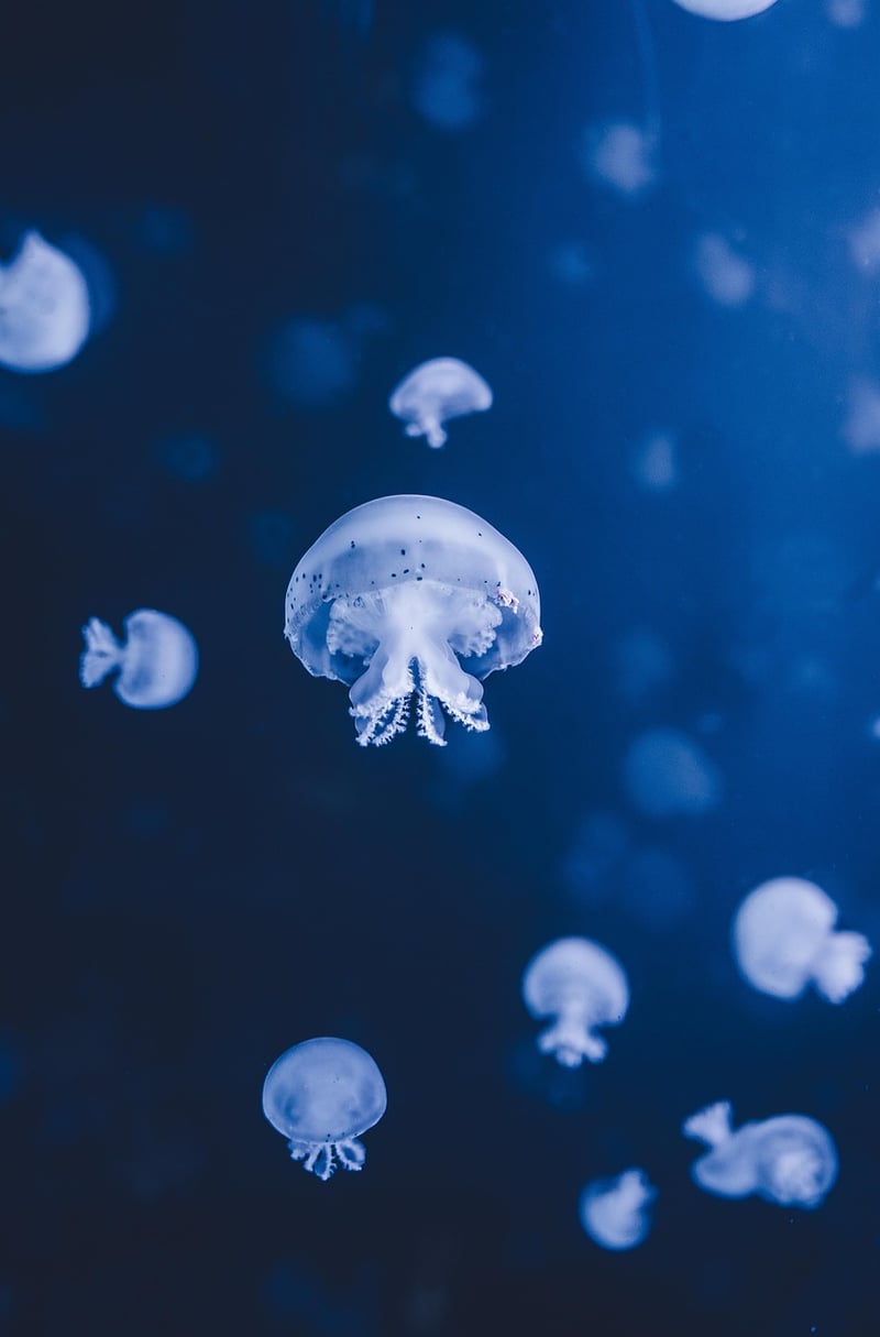 Underwater Utopia